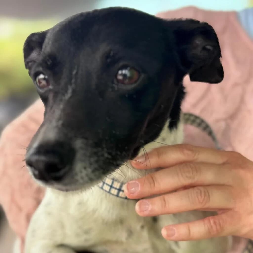 Nadine, female young Mixed Breed for adoption at SALVA Hundehilfe e.V.