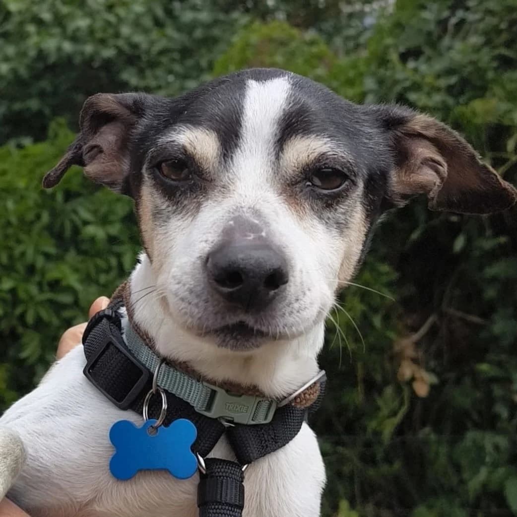 Cody, male senior Mixed Breed for adoption at SALVA Hundehilfe e.V.