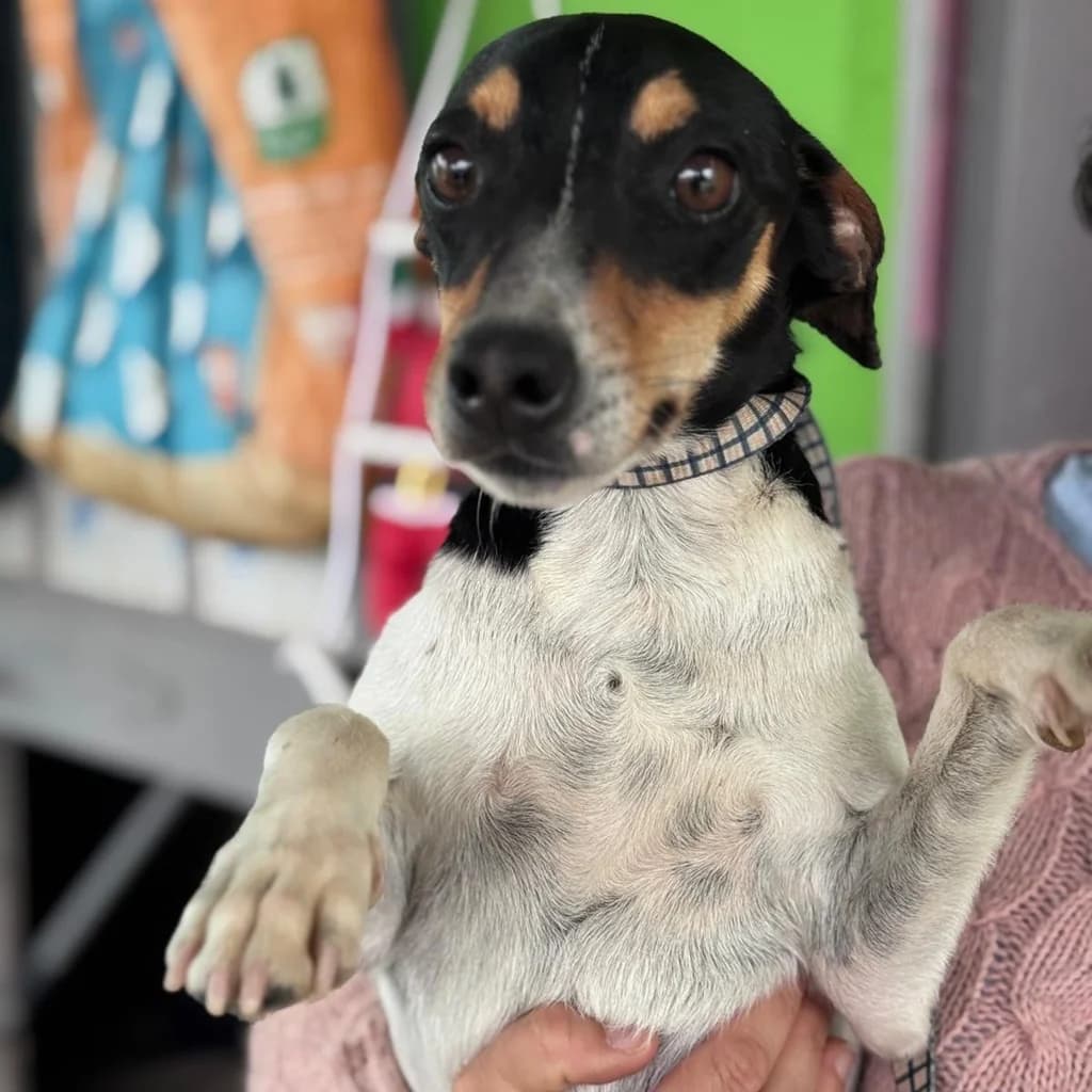 Marcello, male young Mixed Breed for adoption at SALVA Hundehilfe e.V.