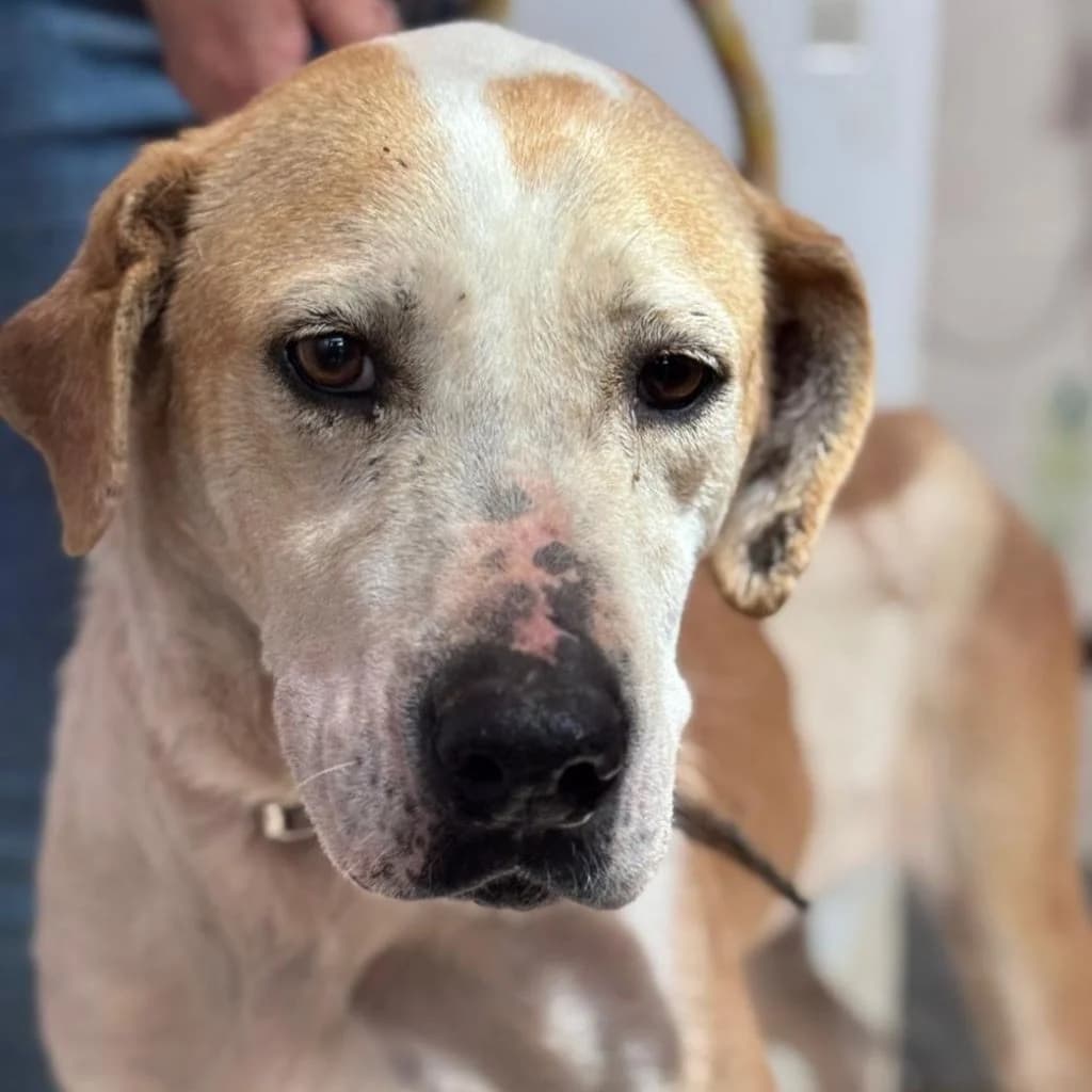 Priscilla, female 6yo Mixed Breed for adoption at SALVA Hundehilfe e.V.