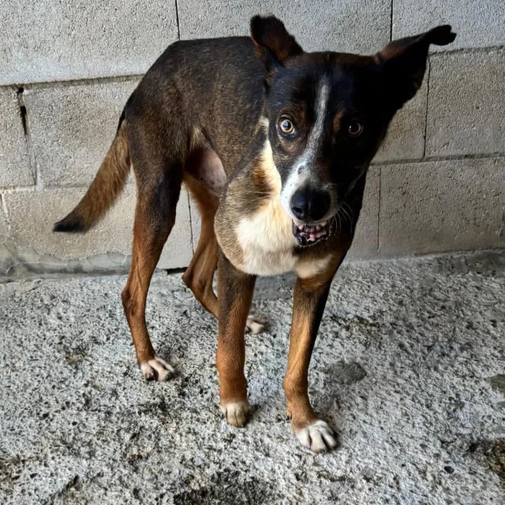 Gitano, male senior Mixed Breed for adoption at SALVA Hundehilfe e.V.