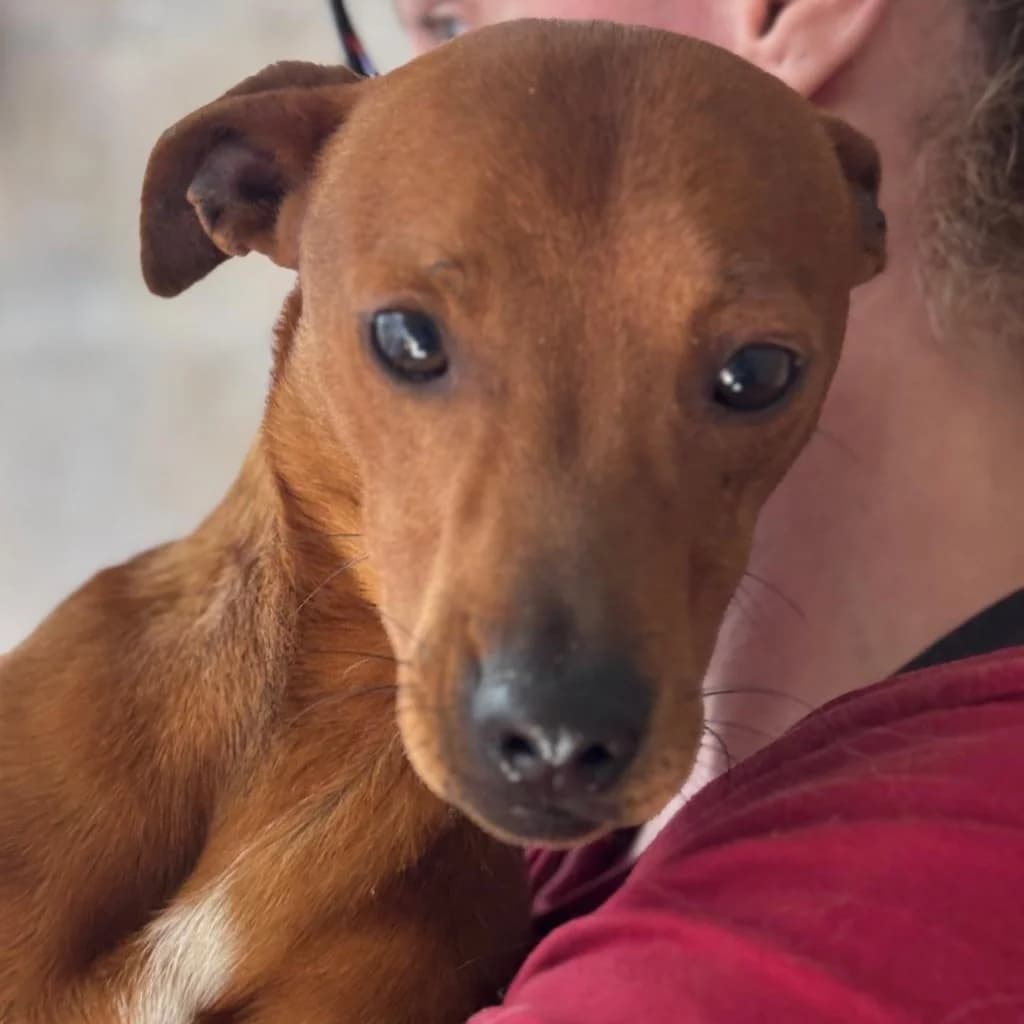 Muttley, male young Podenco for adoption at SALVA Hundehilfe e.V.
