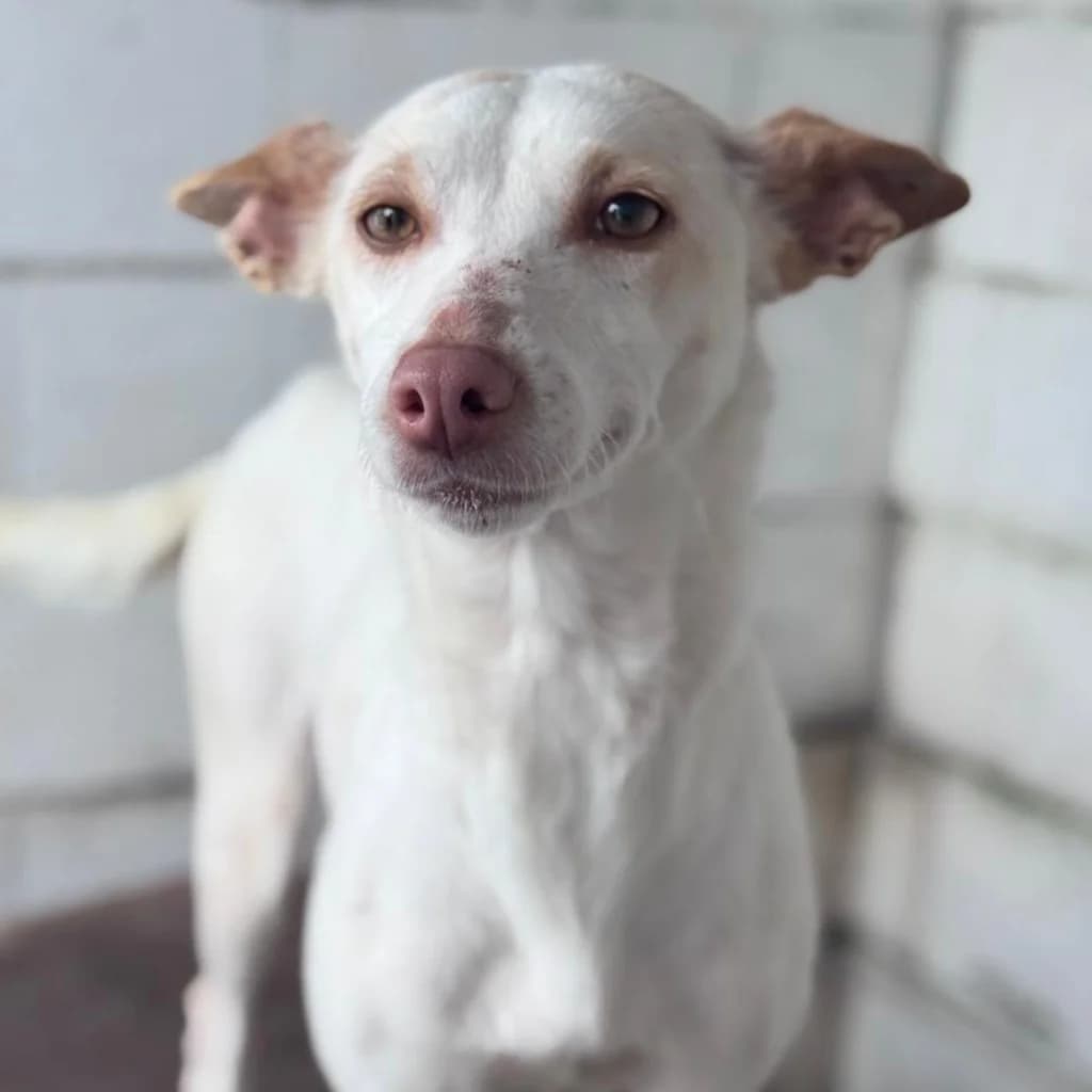 Luna, female 3yo Podenco for adoption at SALVA Hundehilfe e.V.