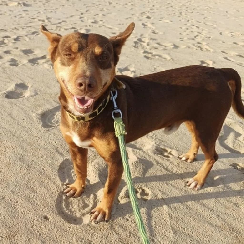Camilo, male 5yo Podenco for adoption at SALVA Hundehilfe e.V.