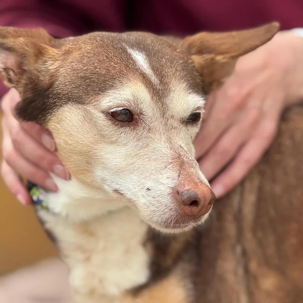 Bruja, female senior Podenco for adoption at SALVA Hundehilfe e.V.