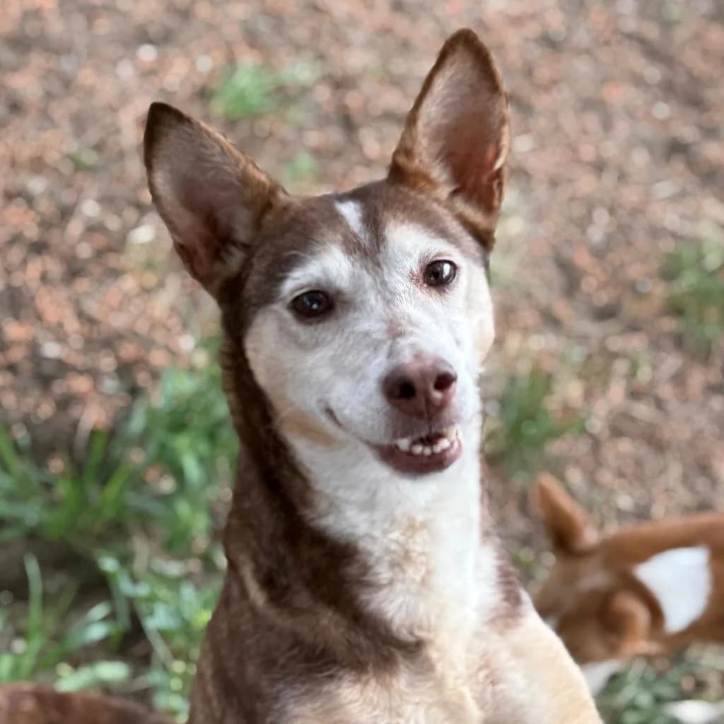 Bruja, female senior Podenco for adoption at SALVA Hundehilfe e.V.
