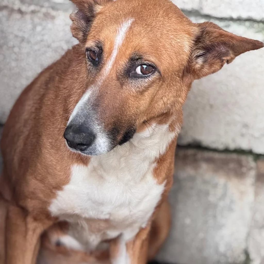 Saluz, female 3yo Podenco for adoption at SALVA Hundehilfe e.V.