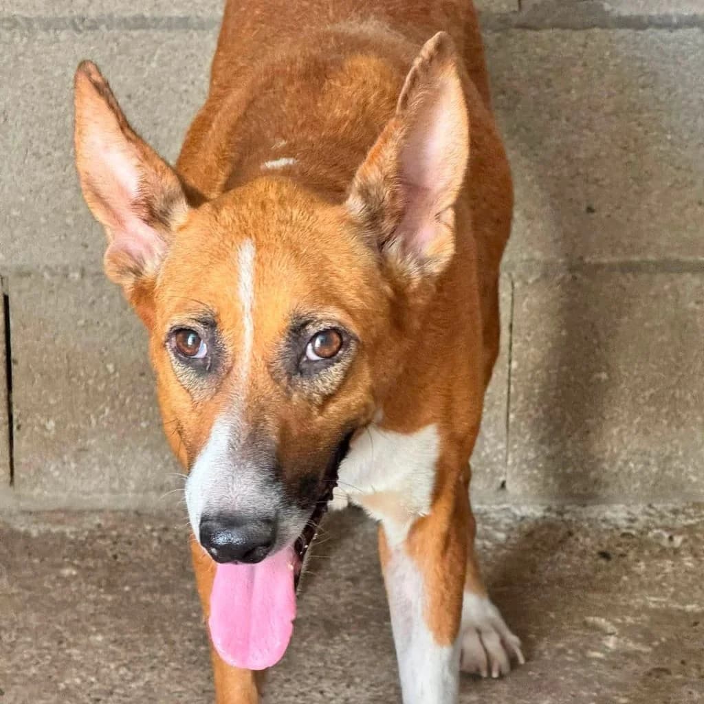 Saluz, female 3yo Podenco for adoption at SALVA Hundehilfe e.V.