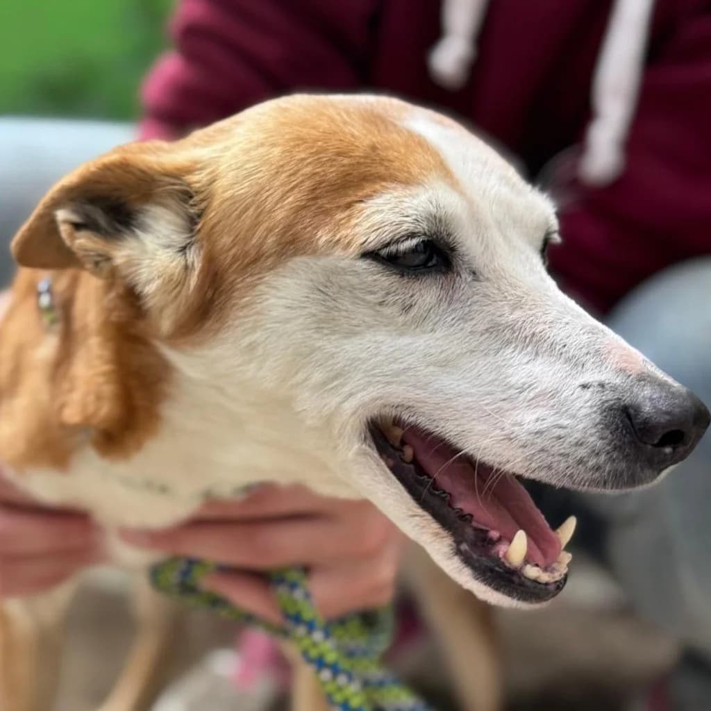Chispi, female senior Podenco for adoption at SALVA Hundehilfe e.V.
