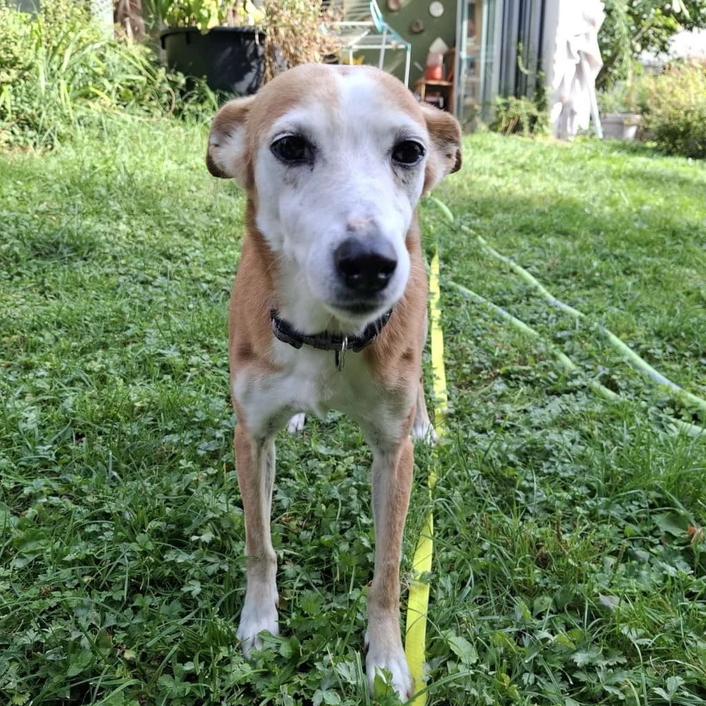 Chispi, female senior Podenco for adoption at SALVA Hundehilfe e.V.