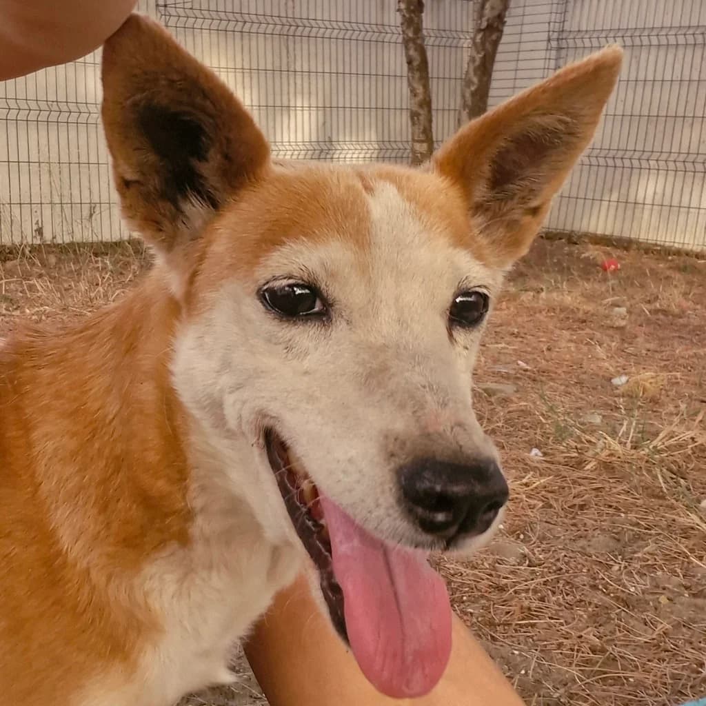 Chispi, female senior Podenco for adoption at SALVA Hundehilfe e.V.