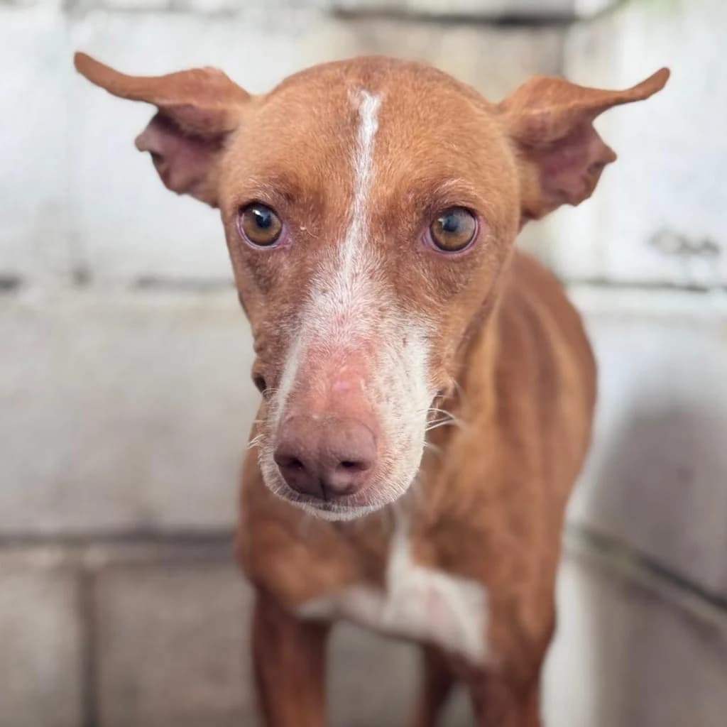 Linda, female 7yo Podenco for adoption at SALVA Hundehilfe e.V.