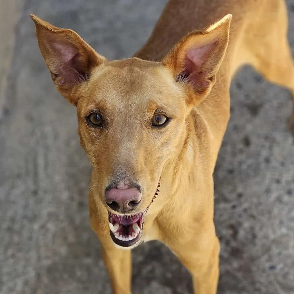 Turron, male 3yo Podenco for adoption at SALVA Hundehilfe e.V.