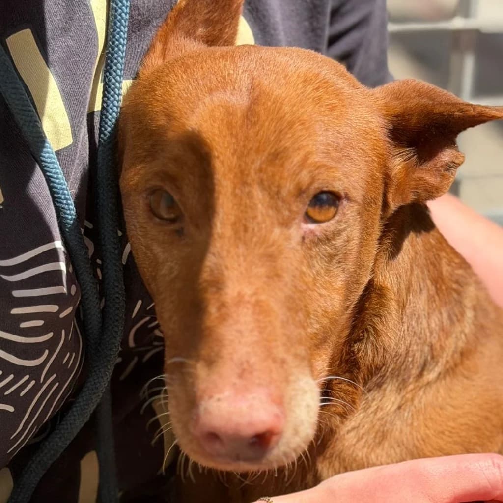 Whisky, male 7yo Podenco for adoption at SALVA Hundehilfe e.V.
