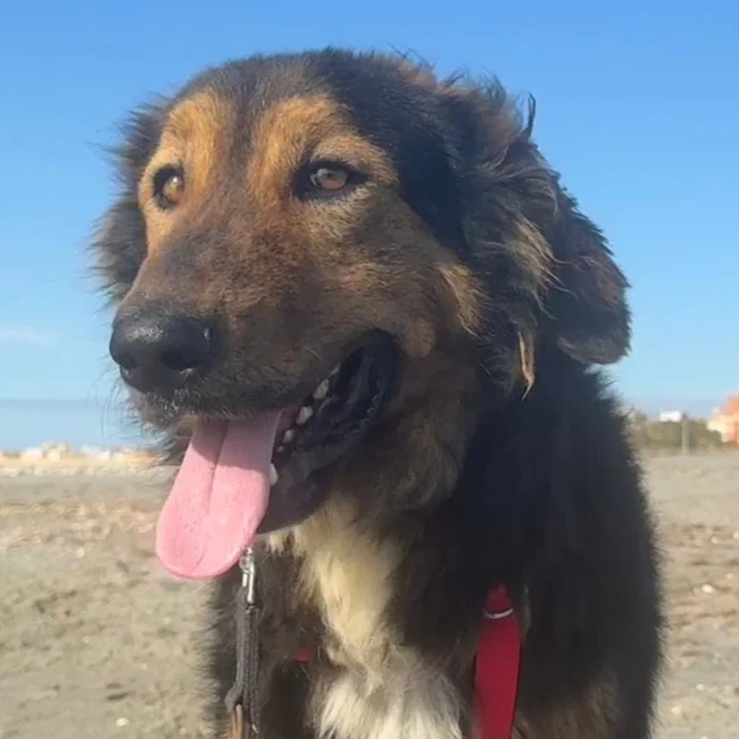 Orejotas, male 3yo German Shepherd for adoption at SALVA Hundehilfe e.V.