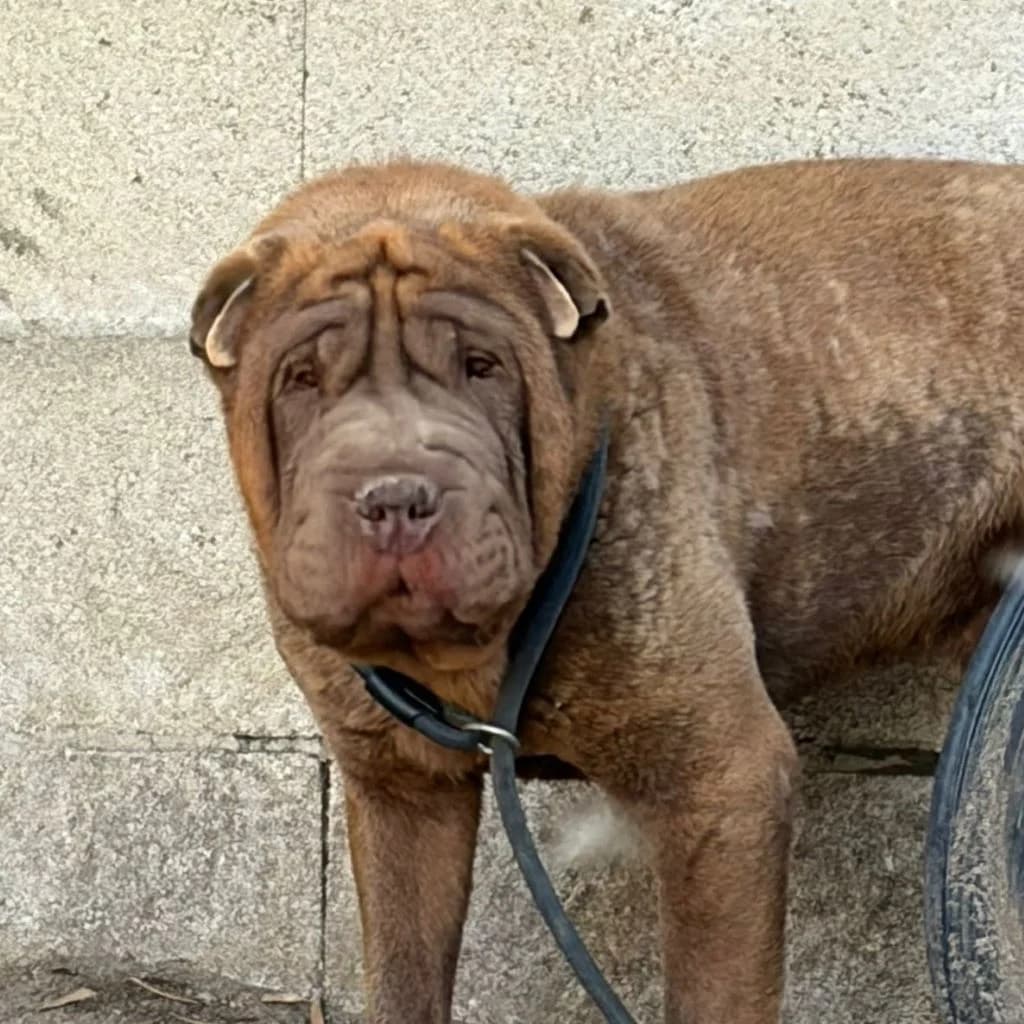 Taipei, male young Shar Pei for adoption at SALVA Hundehilfe e.V.
