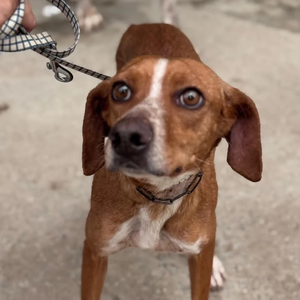 Curra, female 3yo Podenco for adoption at SALVA Hundehilfe e.V.