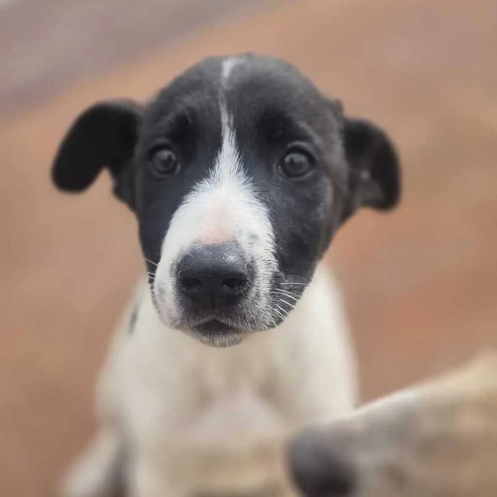 Fabio, male puppy Mixed Breed for adoption at SALVA Hundehilfe e.V.