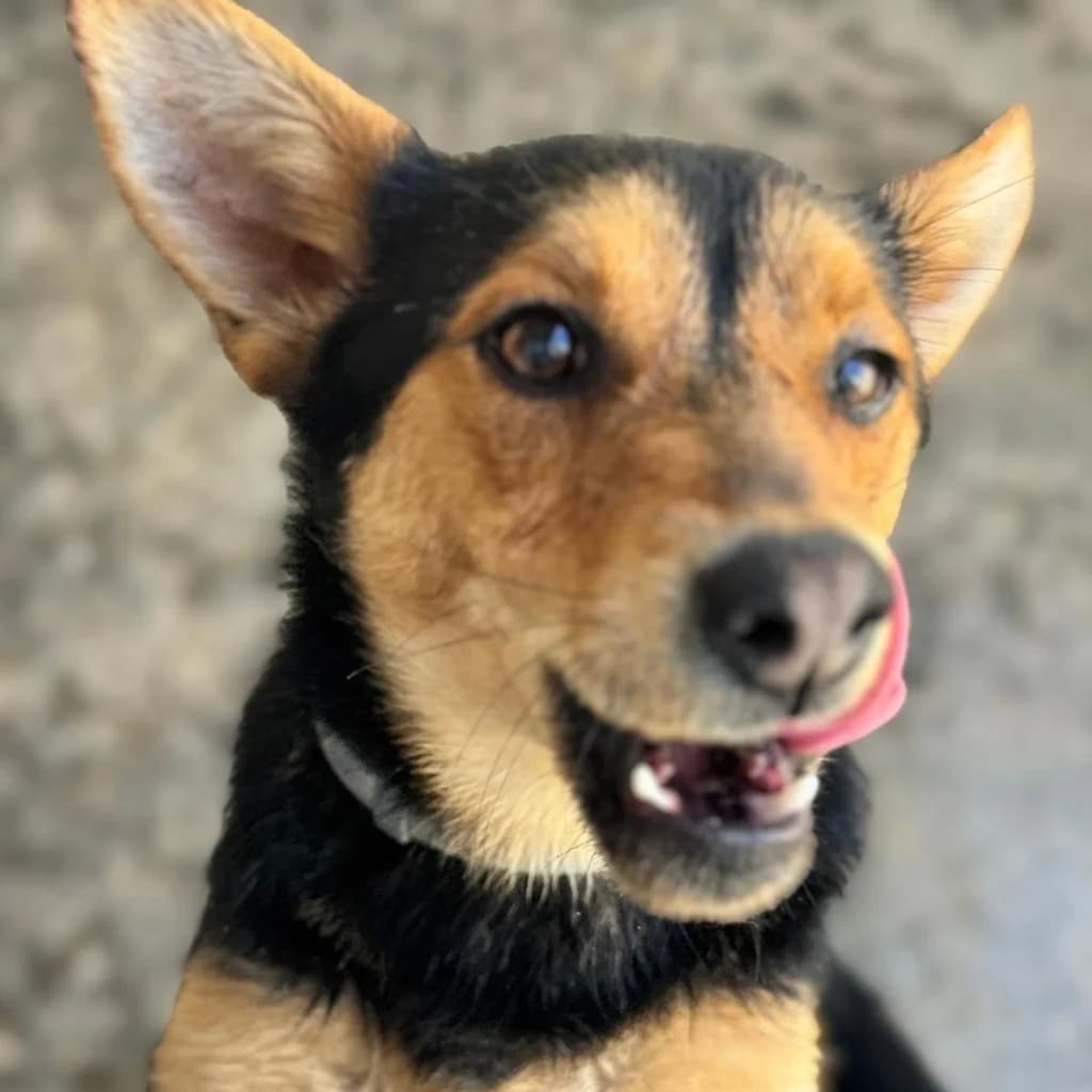 Rex, male young Mixed Breed for adoption at SALVA Hundehilfe e.V.