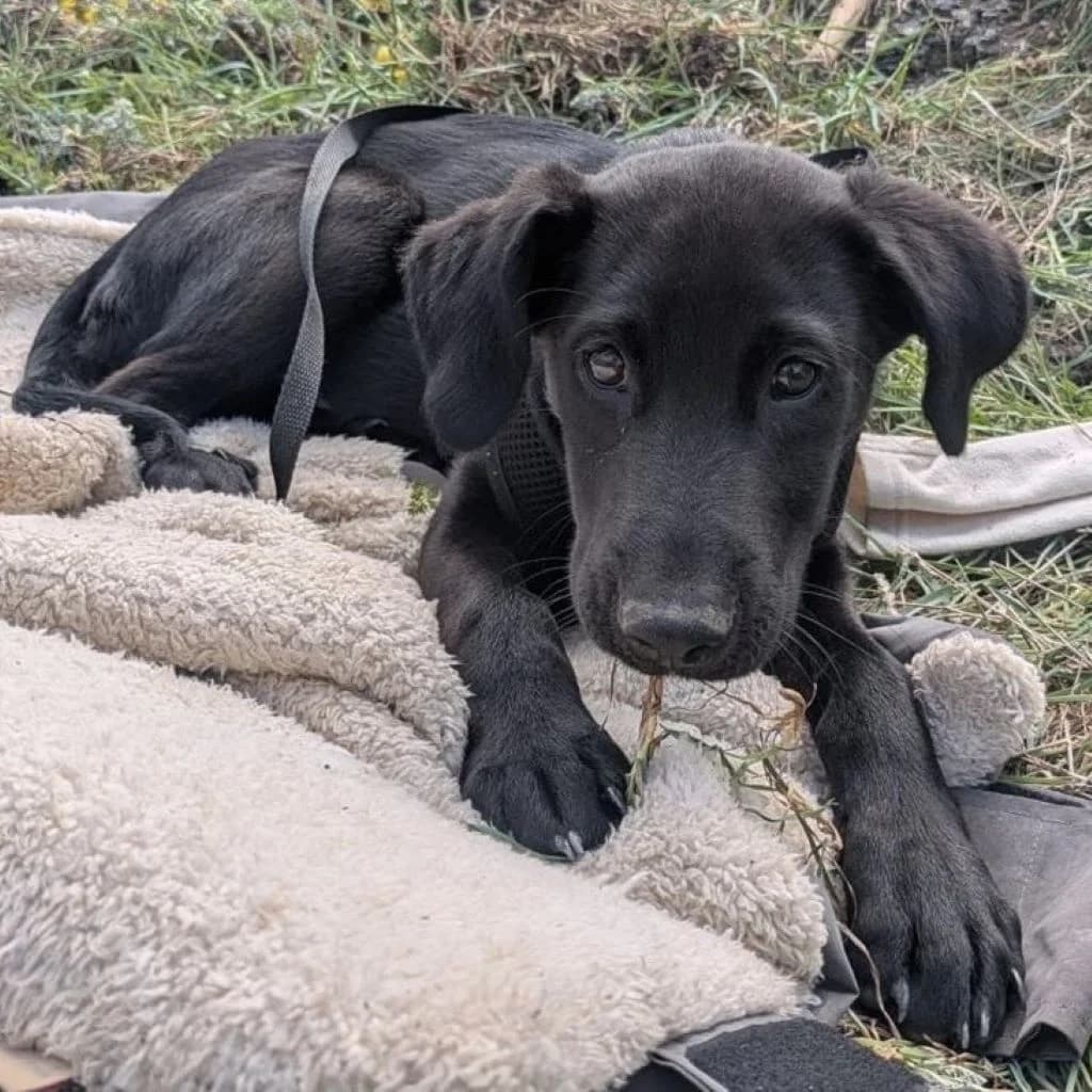 Morpheus, male puppy Labrador Retriever for adoption at SALVA Hundehilfe e.V.