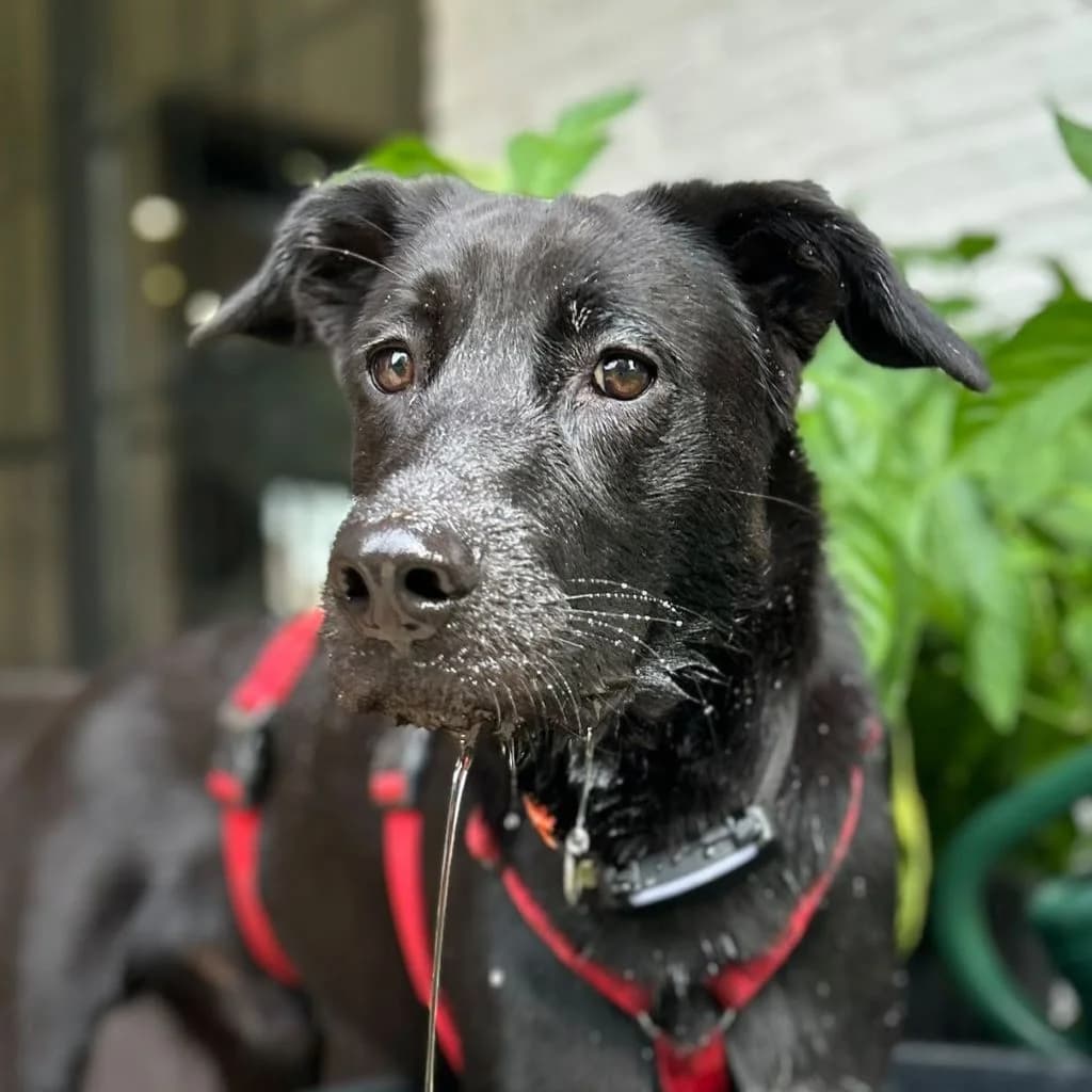 Morpheus, male puppy Labrador Retriever for adoption at SALVA Hundehilfe e.V.