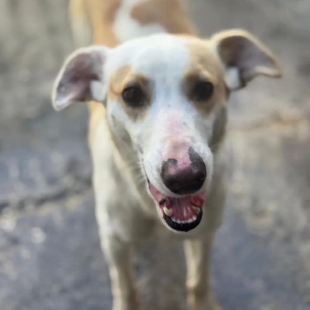 Bianca, female young Podenco for adoption at SALVA Hundehilfe e.V.