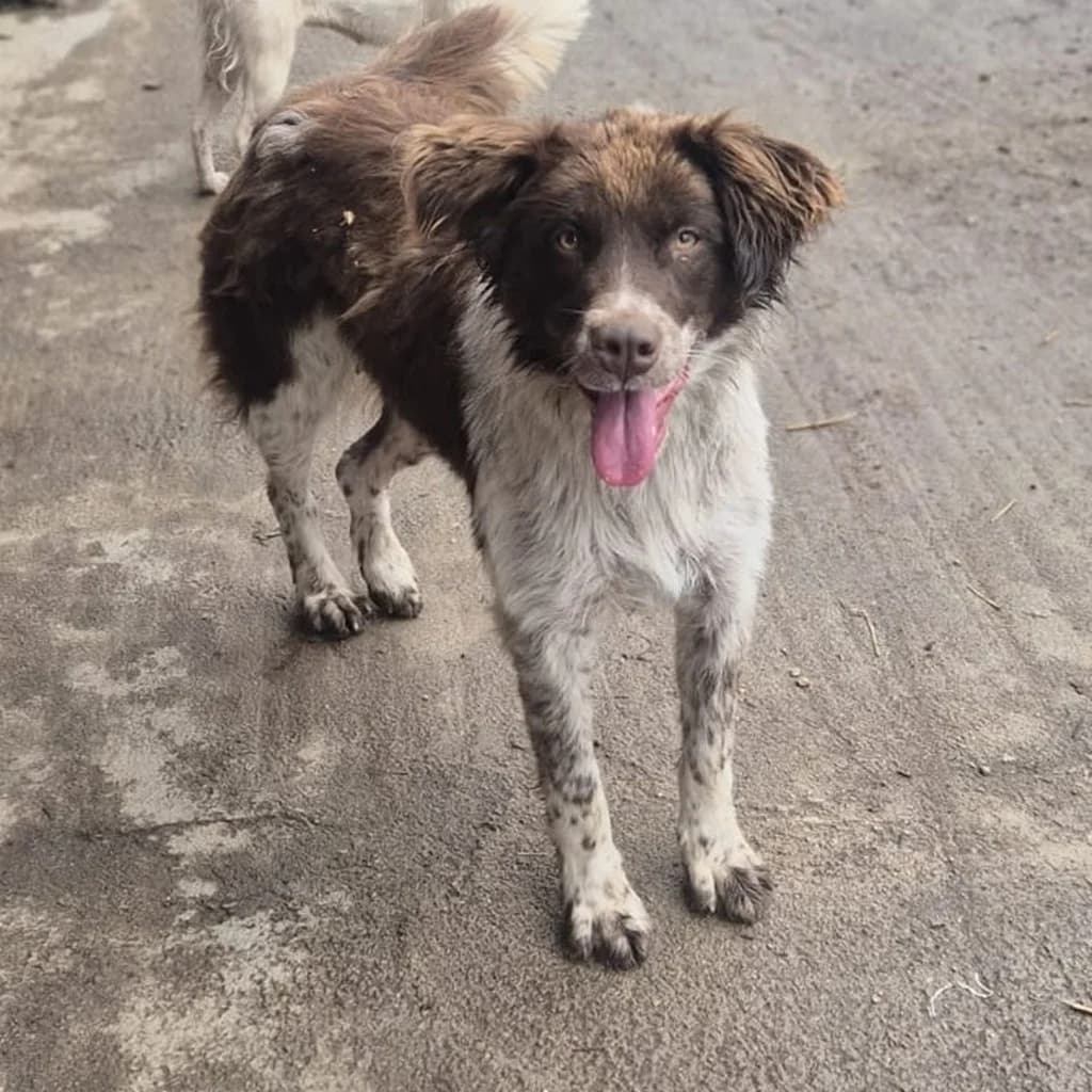 Zâna, female young Mixed Breed for adoption at SALVA Hundehilfe e.V.