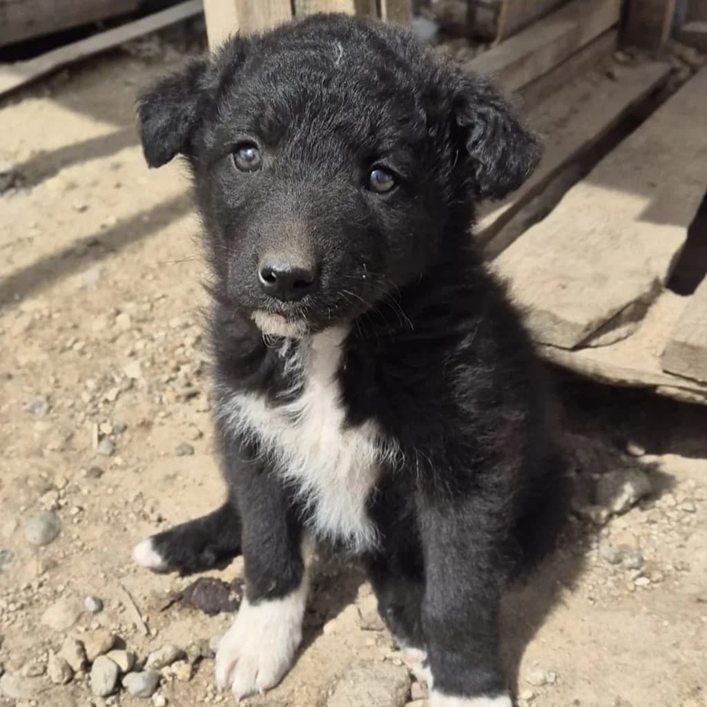 Lou, female puppy Mixed Breed for adoption at SALVA Hundehilfe e.V.