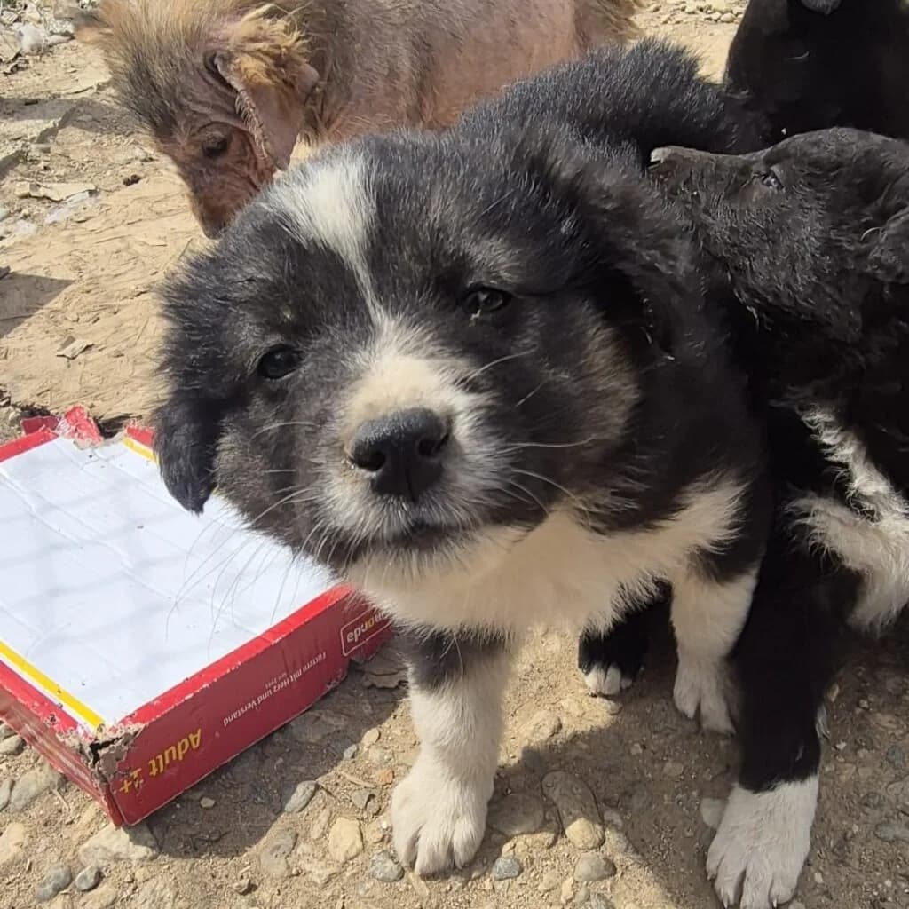 Lola, female puppy Mixed Breed for adoption at SALVA Hundehilfe e.V.