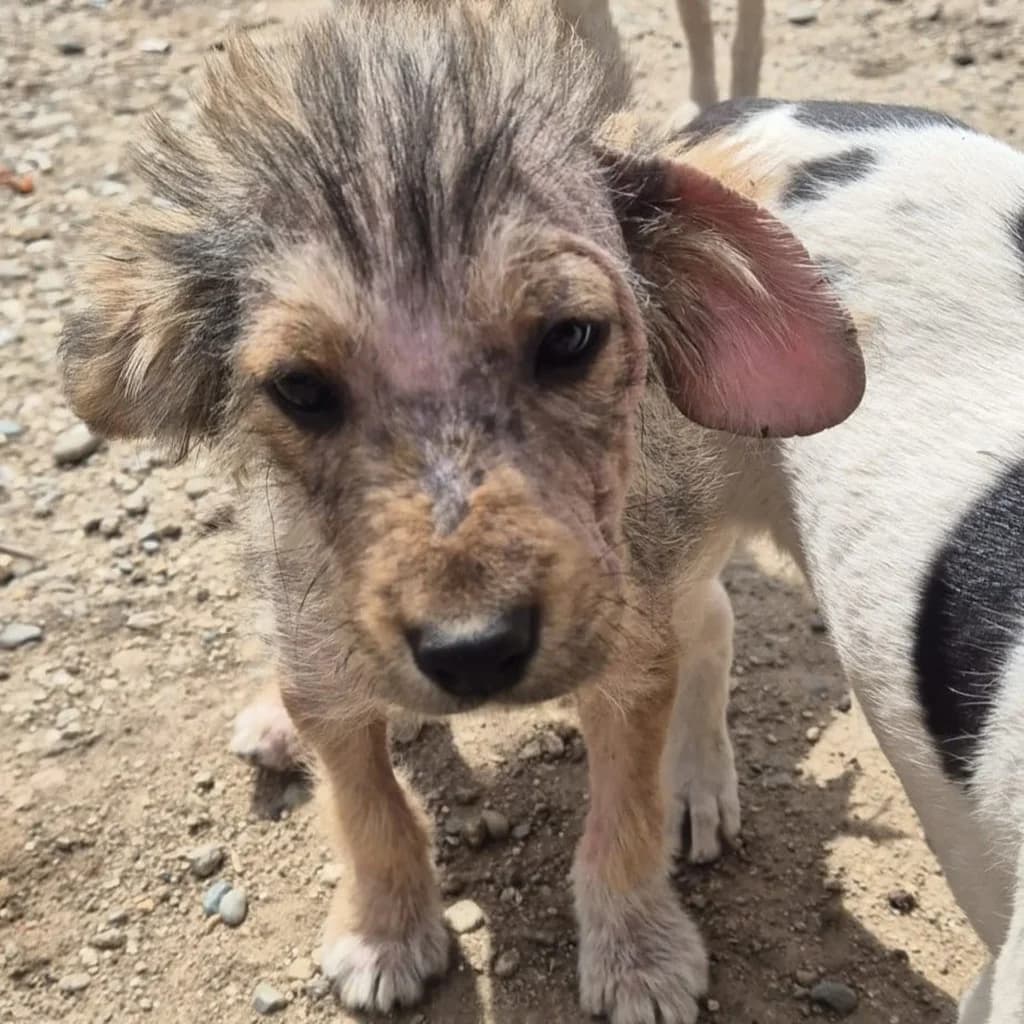 Gismo, male puppy Mixed Breed for adoption at SALVA Hundehilfe e.V.