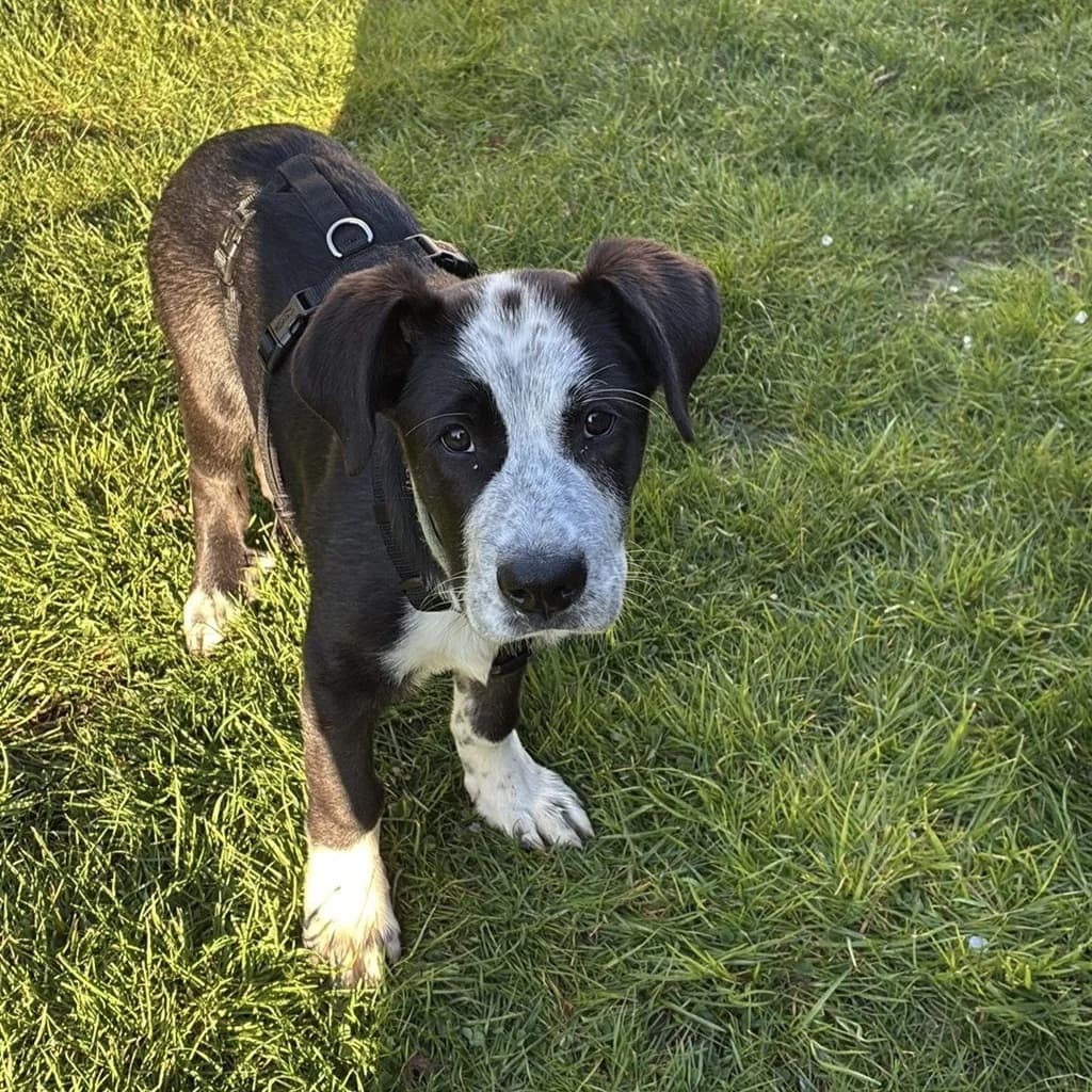 Hypnos, male puppy Mixed Breed for adoption at SALVA Hundehilfe e.V.
