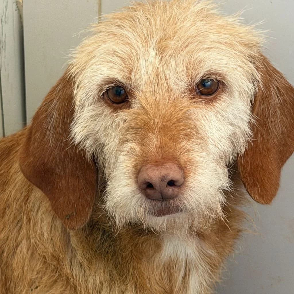 Samela, female senior Mixed Breed for adoption at SALVA Hundehilfe e.V.
