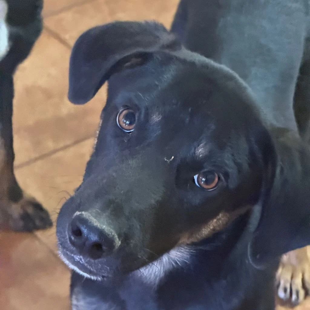 Milo, male puppy Mixed Breed for adoption at SALVA Hundehilfe e.V.