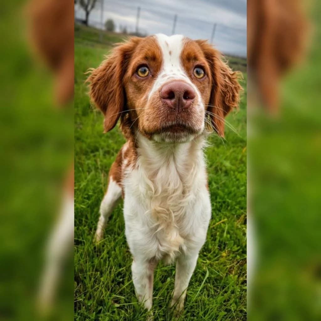 Zeke, male young mixed breed for adoption at SALVA Hundehilfe e.V.