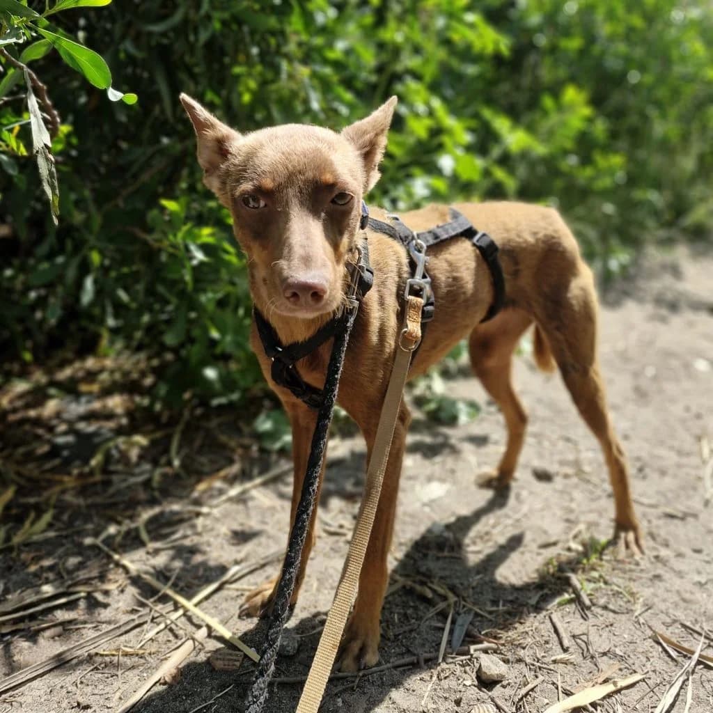 Mirian, female young Podenco for adoption at SALVA Hundehilfe e.V.
