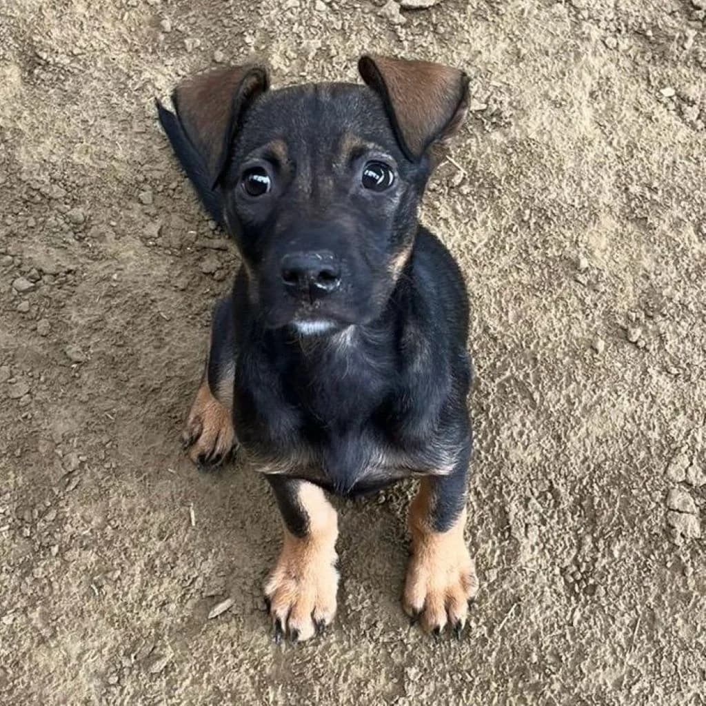 Tess, female puppy Mixed Breed for adoption at SALVA Hundehilfe e.V.