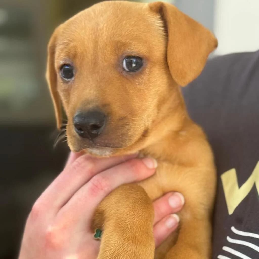 Daniela, female puppy Mixed Breed for adoption at SALVA Hundehilfe e.V.