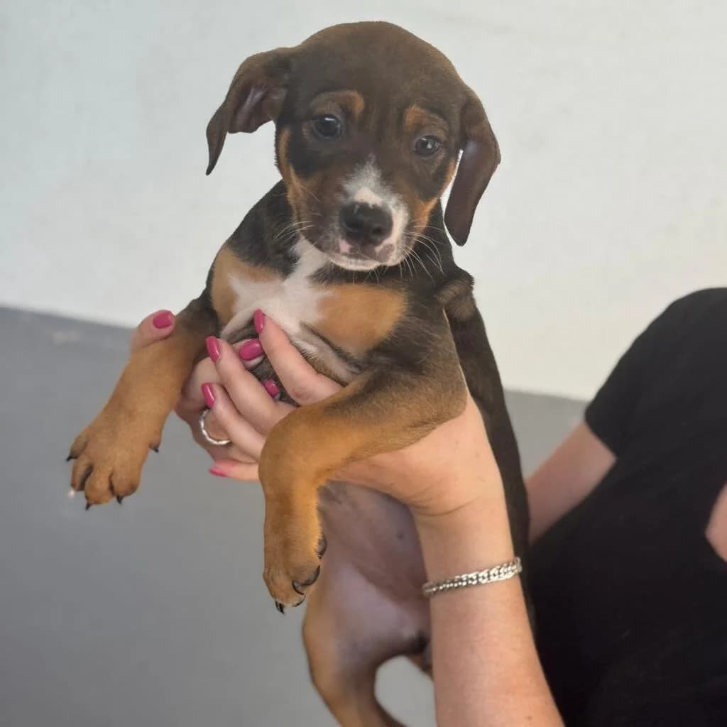 Joy, female puppy Mixed Breed for adoption at SALVA Hundehilfe e.V.