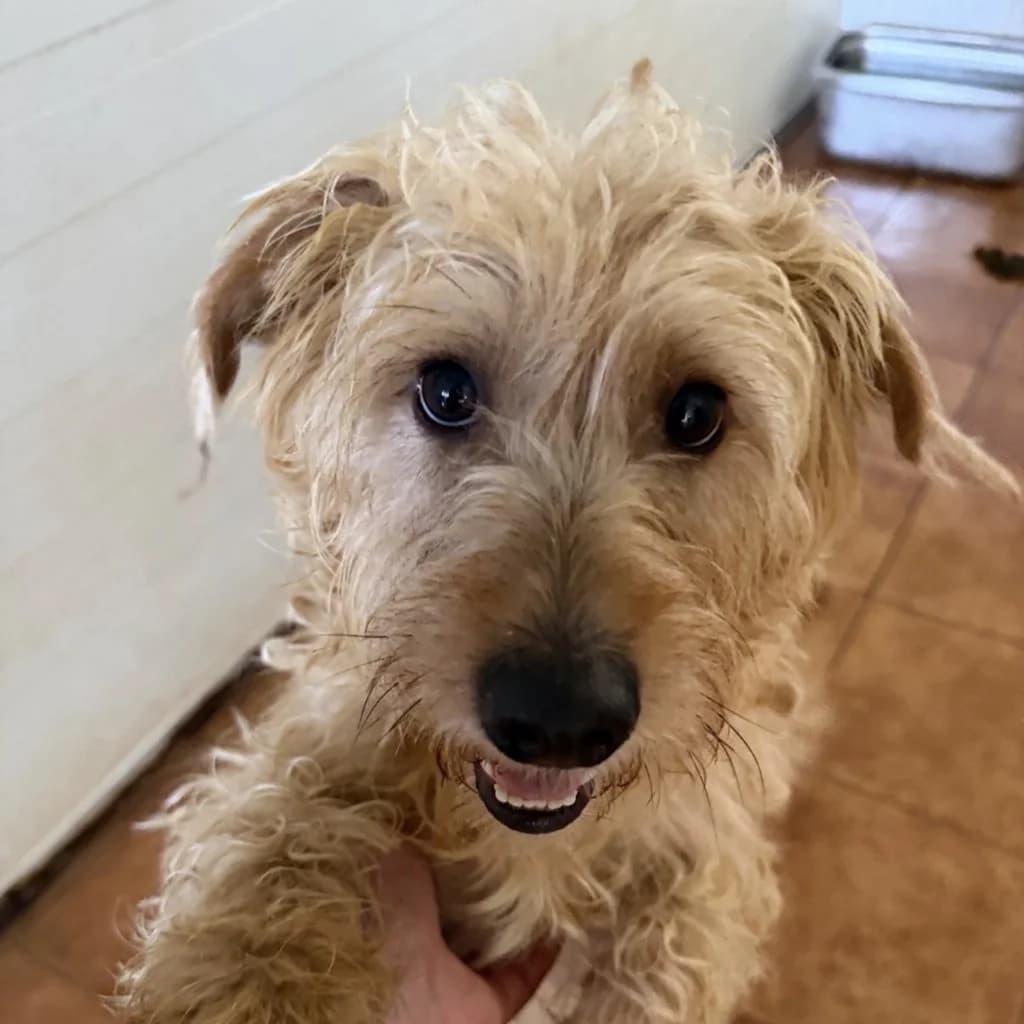 Liam, male young Mixed Breed for adoption at SALVA Hundehilfe e.V.