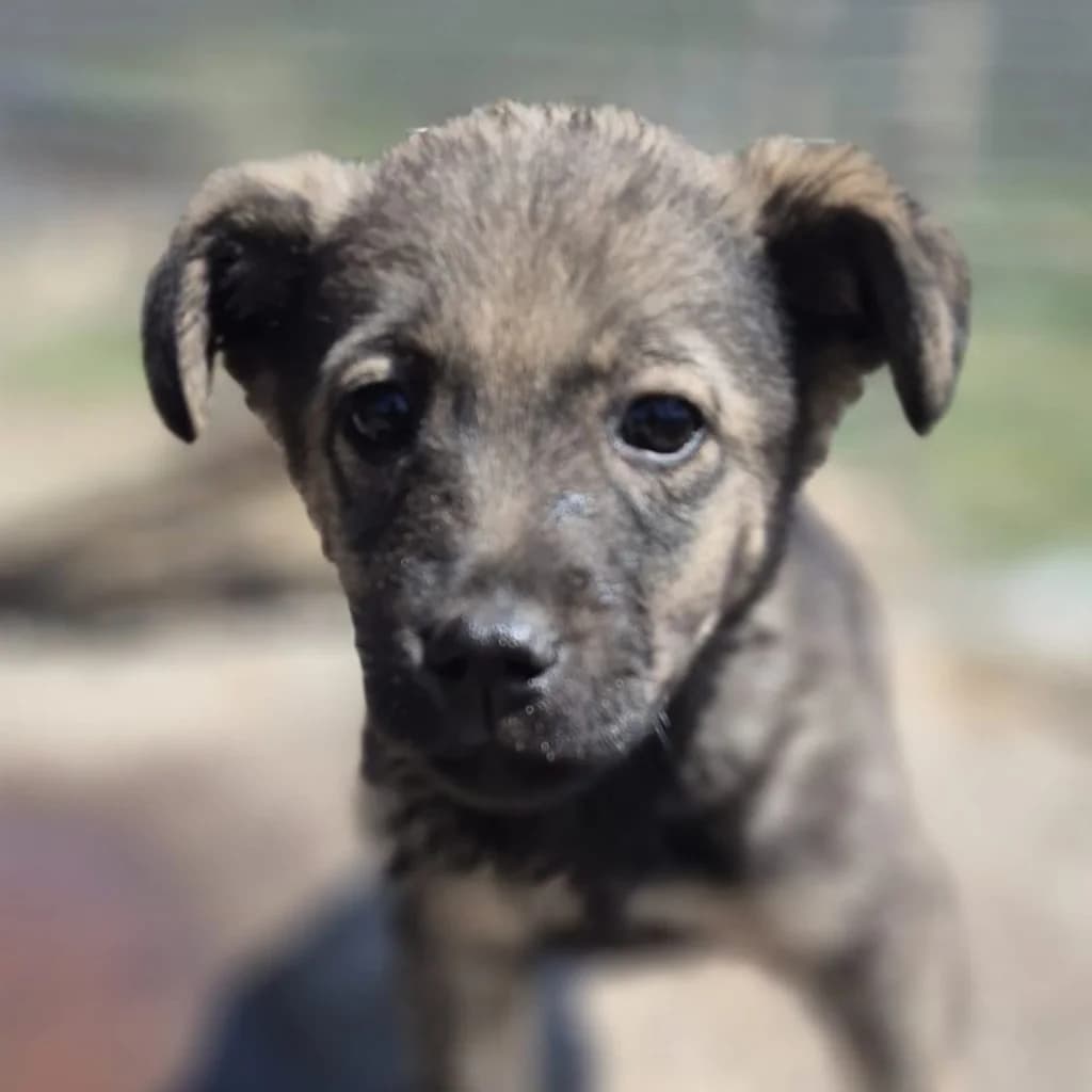 Ronny, male puppy Mixed Breed for adoption at SALVA Hundehilfe e.V.