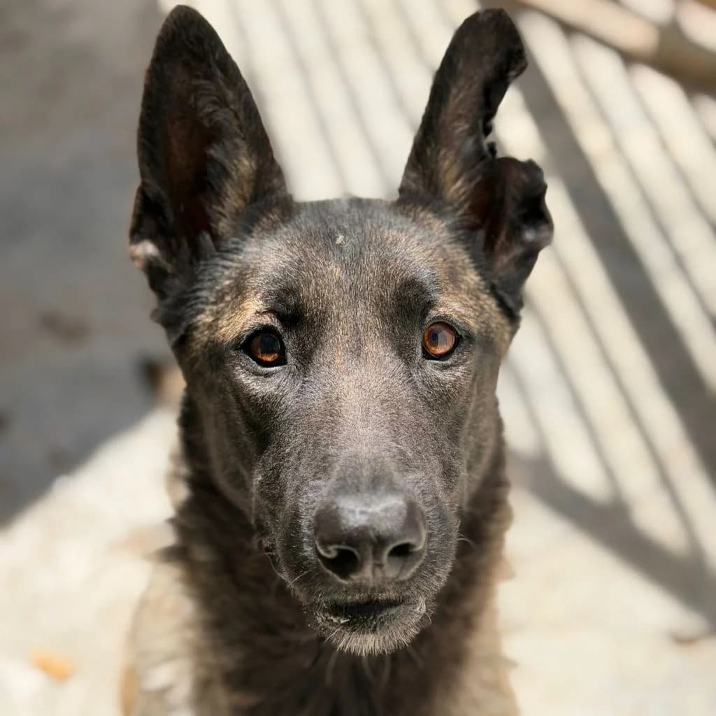 Mali, female 3yo Belgian Malinois for adoption at SALVA Hundehilfe e.V.