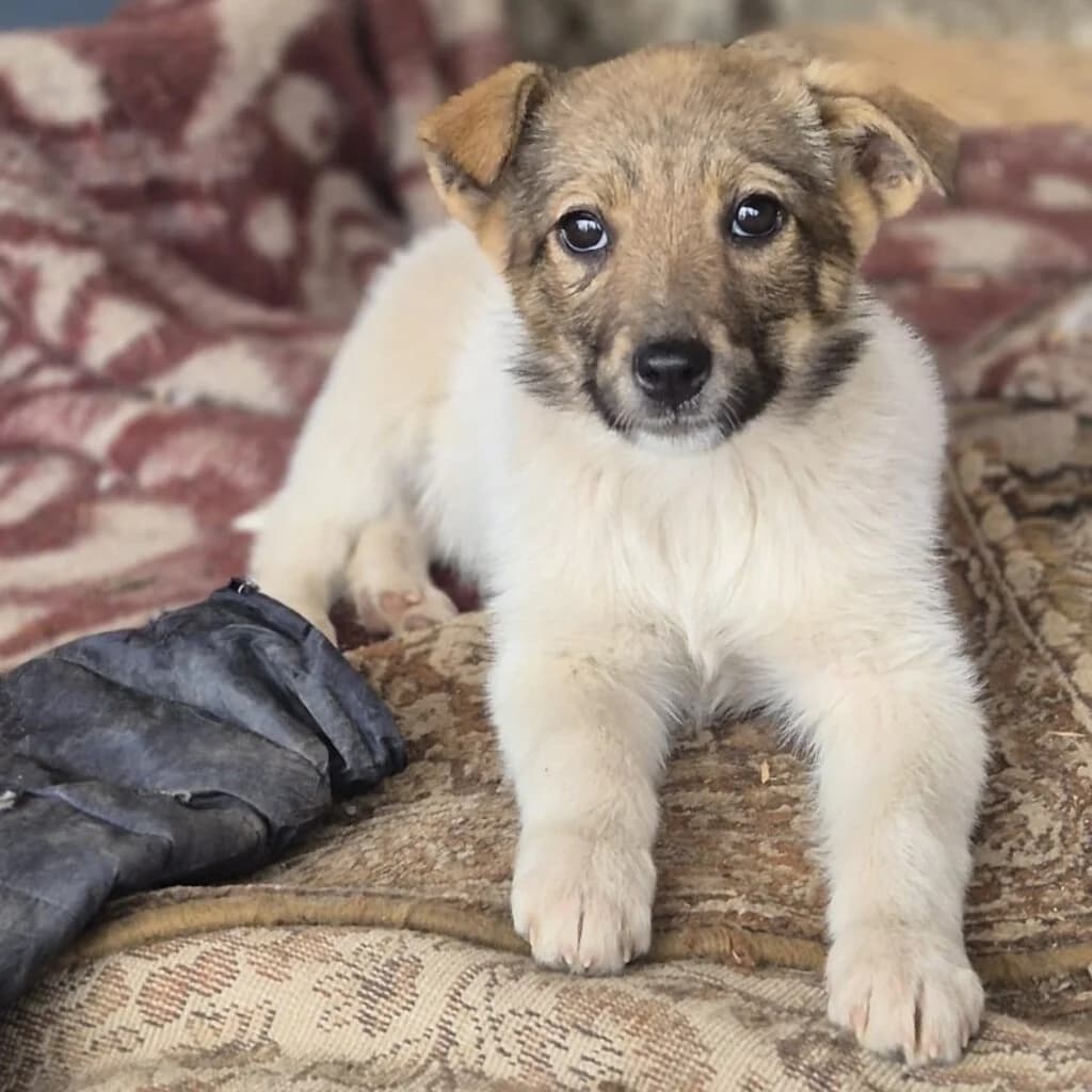 Dana, female puppy Mixed Breed for adoption at SALVA Hundehilfe e.V.