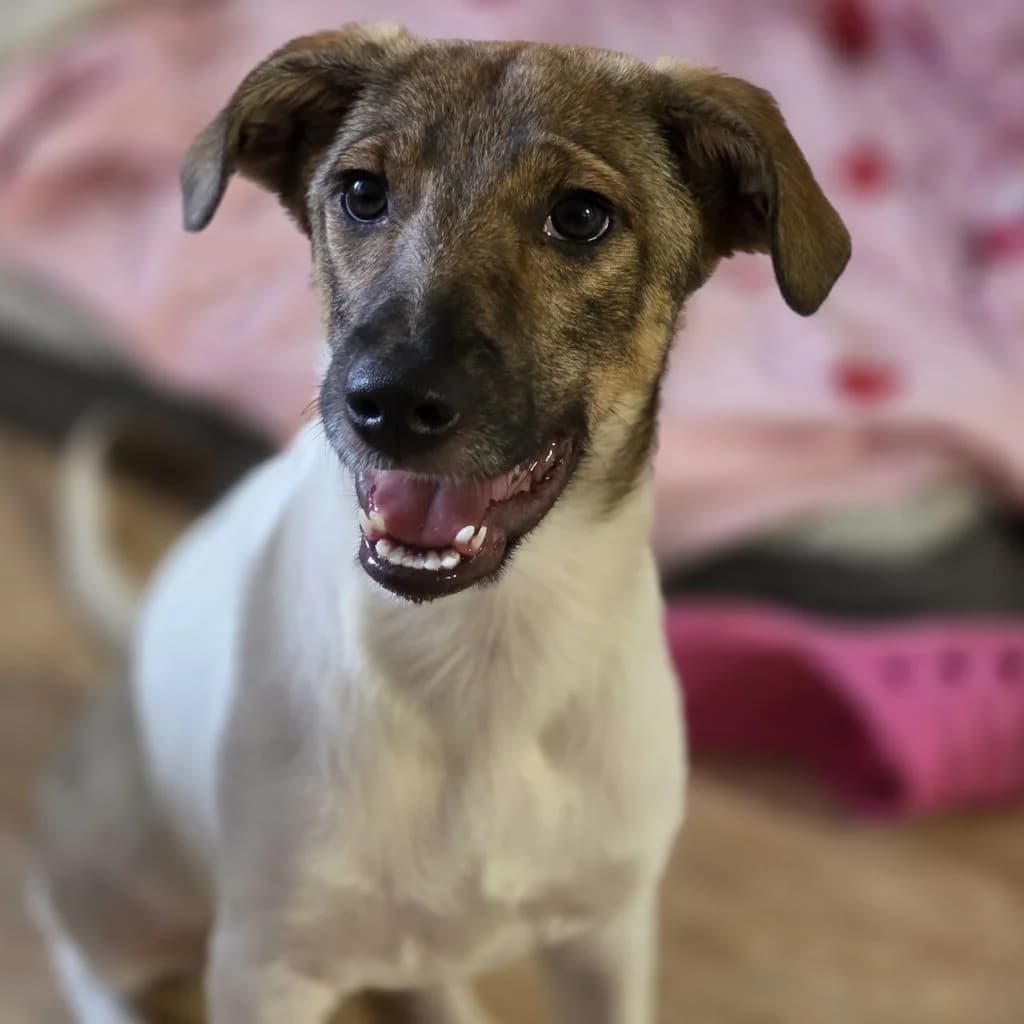 Dana, female puppy Mixed Breed for adoption at SALVA Hundehilfe e.V.