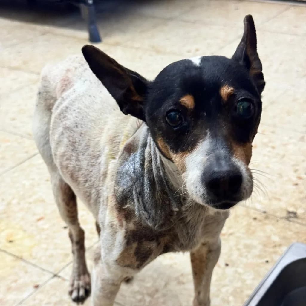 Loto, female senior Mixed Breed for adoption at SALVA Hundehilfe e.V.