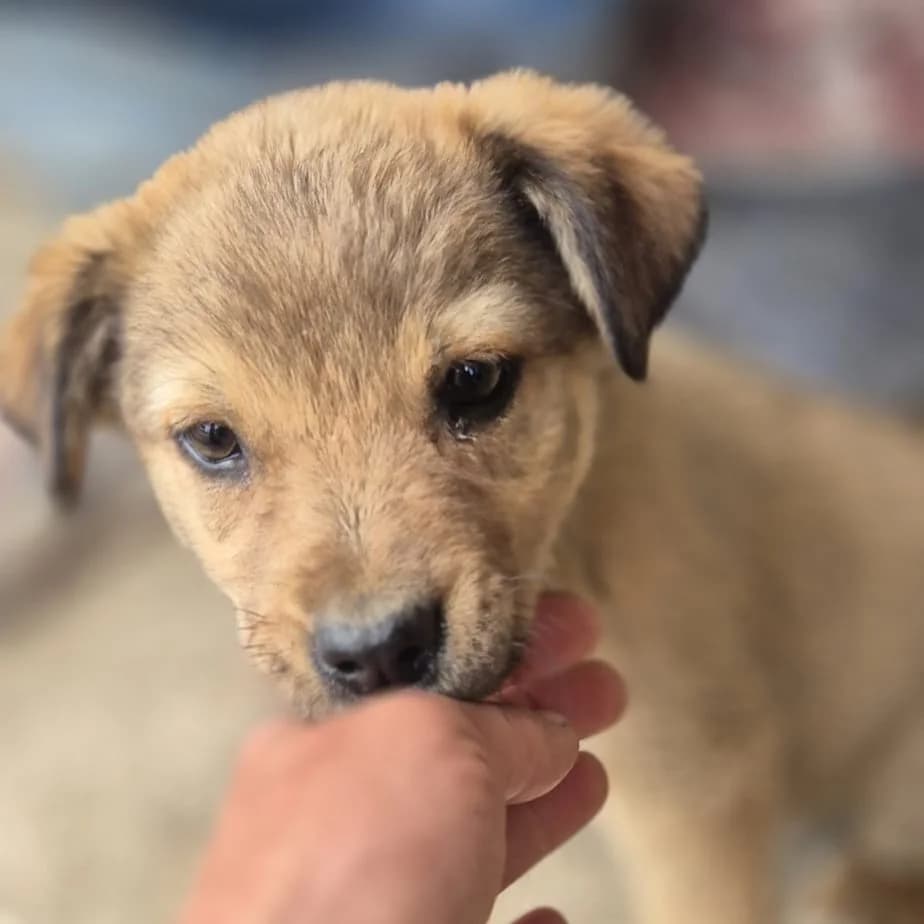 Lenox, male puppy Mixed Breed for adoption at SALVA Hundehilfe e.V.