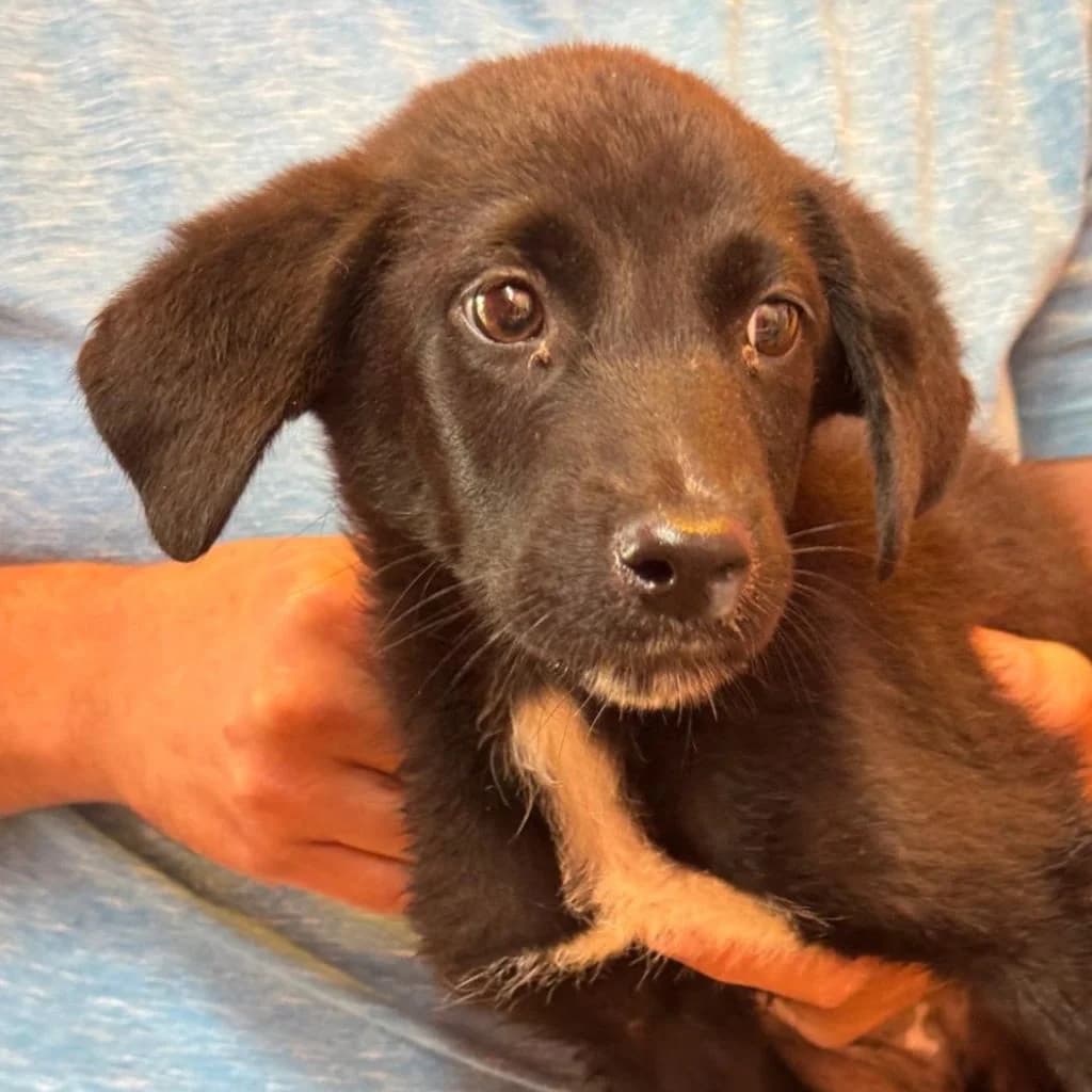 Sprinkles, weiß female puppy Mixed Breed for adoption at SALVA Hundehilfe e.V.