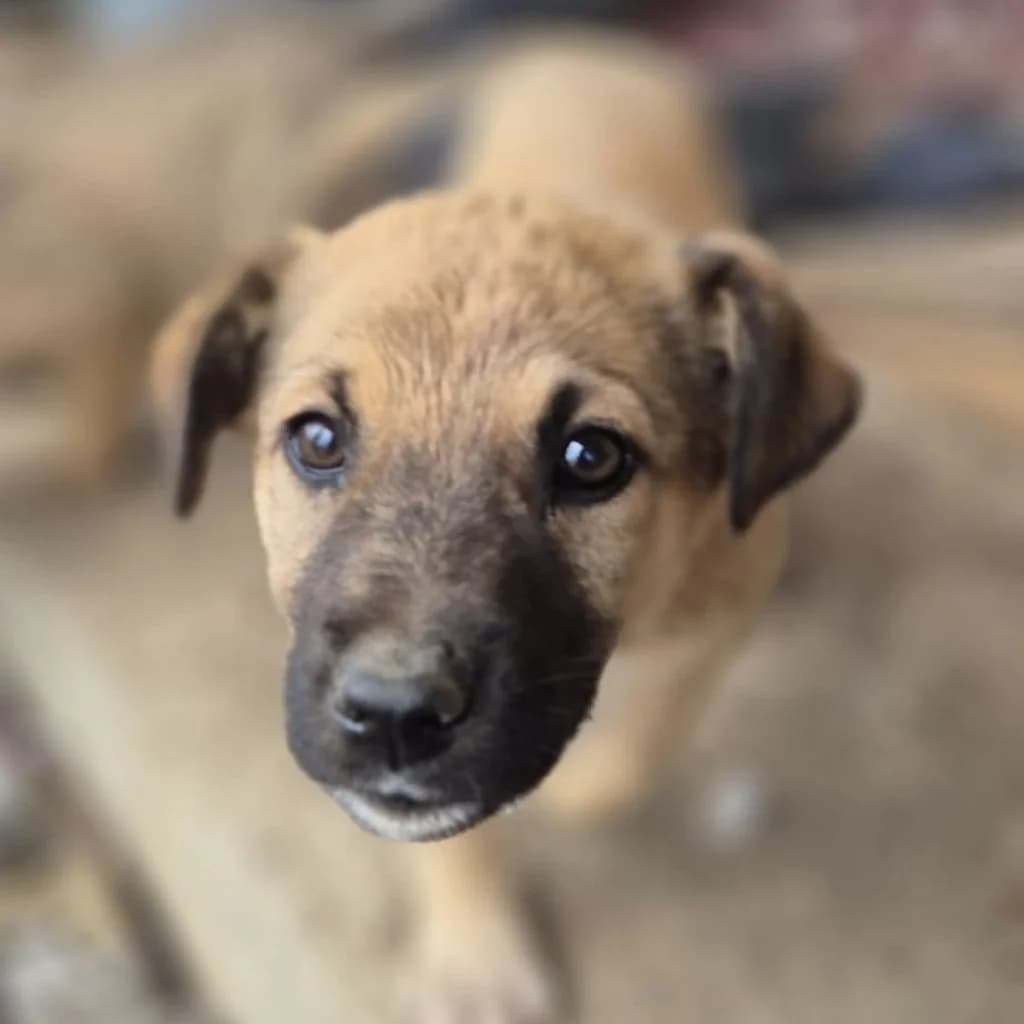 Inra, female puppy Mixed Breed for adoption at SALVA Hundehilfe e.V.