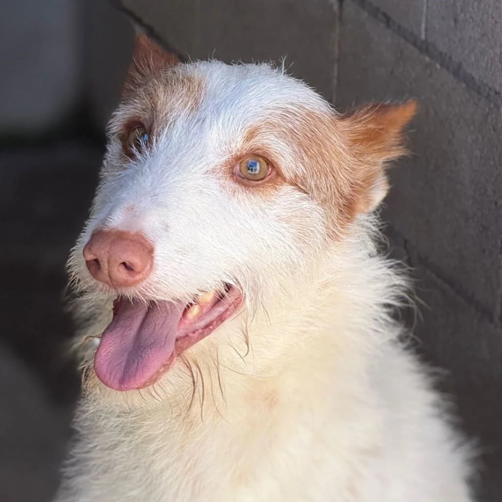 Palomito, male 4yo Podenco for adoption at SALVA Hundehilfe e.V.