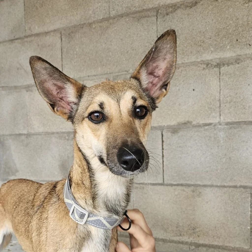 Finja, female young Podenco for adoption at SALVA Hundehilfe e.V.