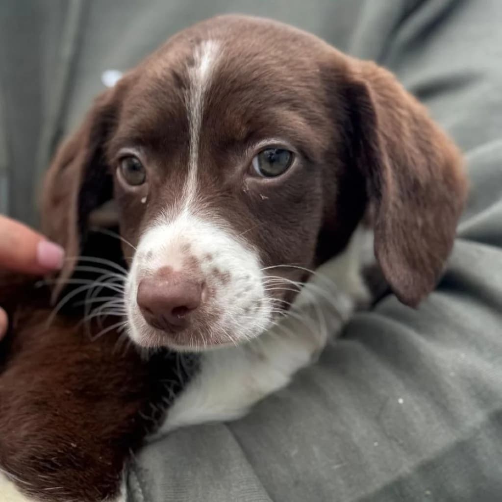 Hannah, female puppy Mixed Breed for adoption at SALVA Hundehilfe e.V.